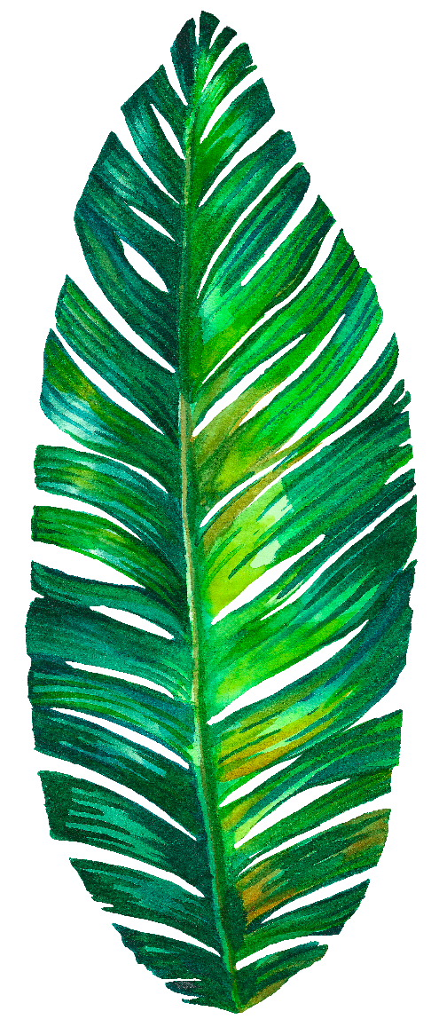 Vibrant Green Palm Leaf Illustration.png PNG