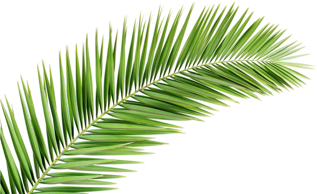 Vibrant Green Palm Leaf PNG