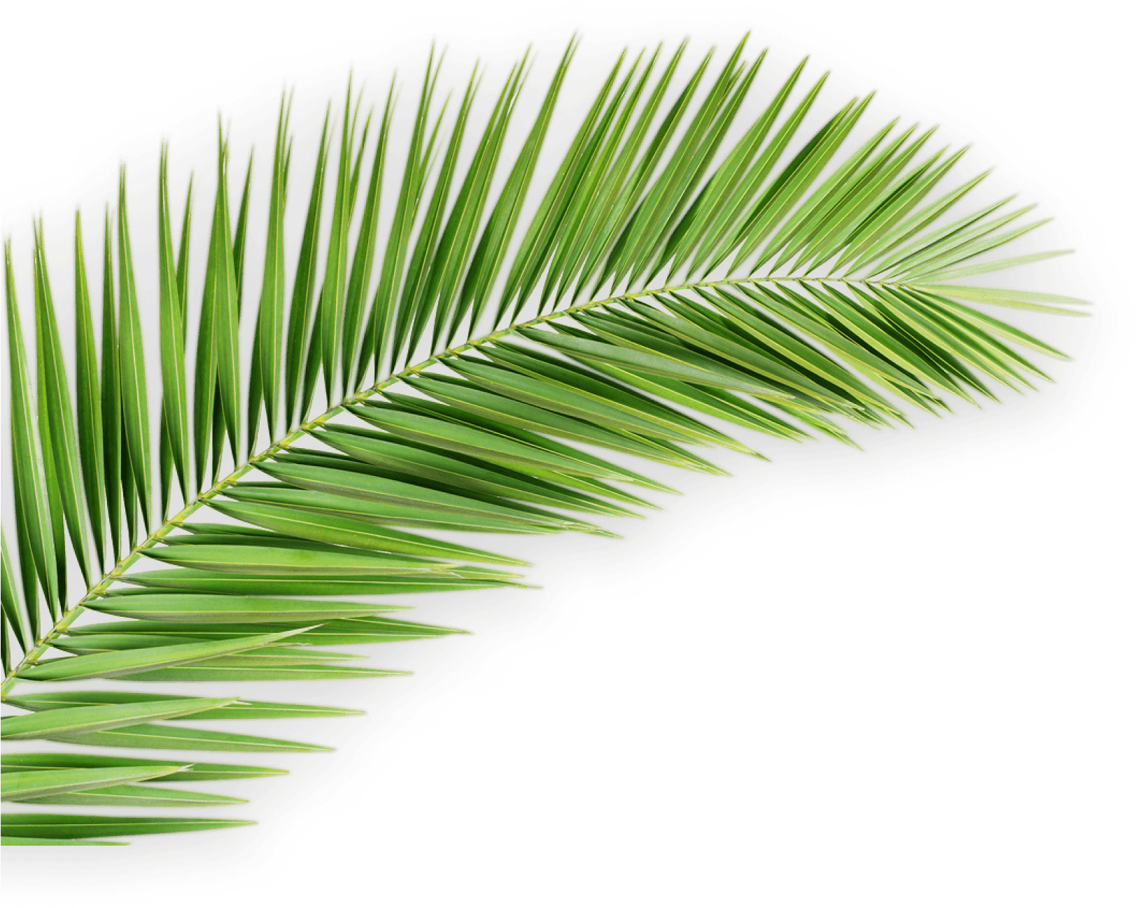 Download Vibrant Green Palm Leaf.png | Wallpapers.com