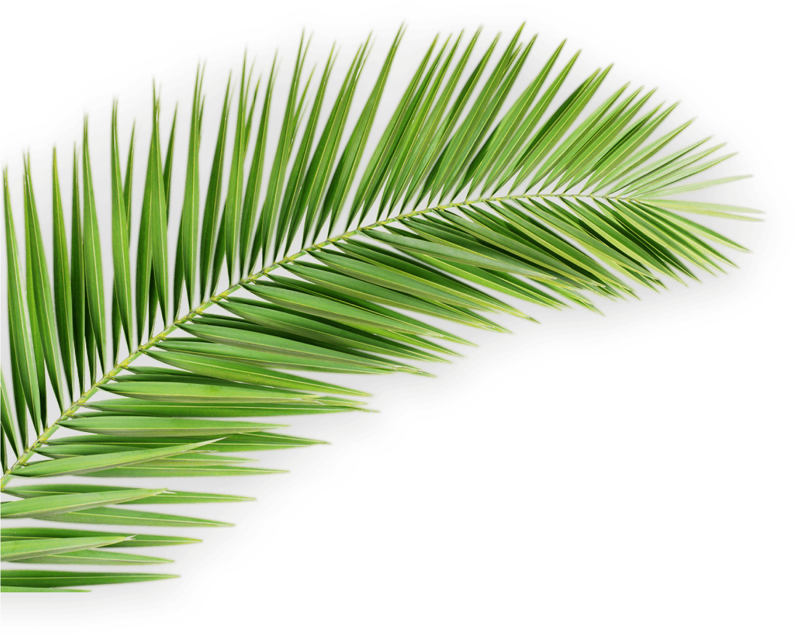 Vibrant Green Palm Leaf.png PNG