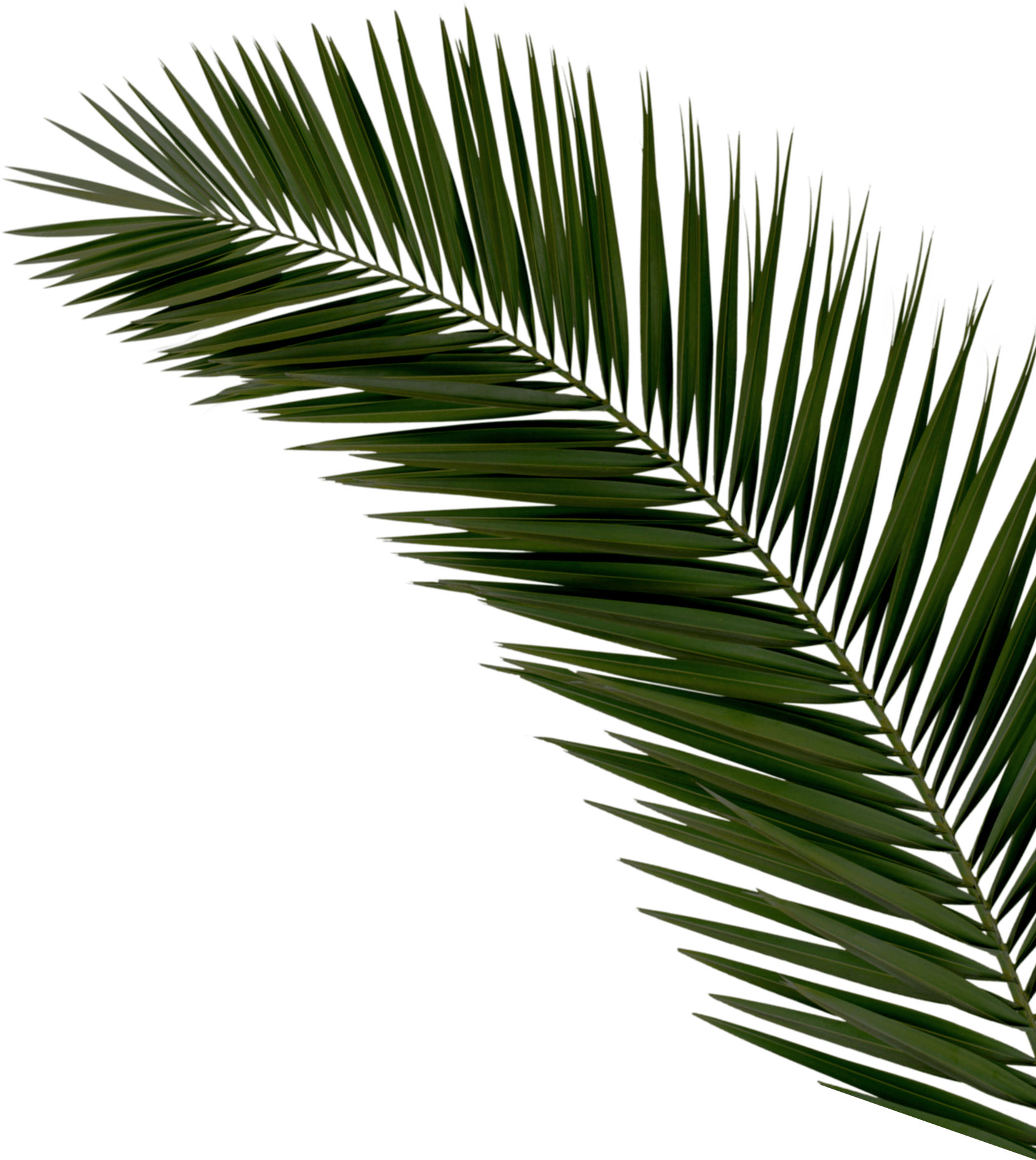 Vibrant Green Palm Leaf PNG