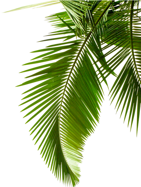 Vibrant Green Palm Leaves PNG