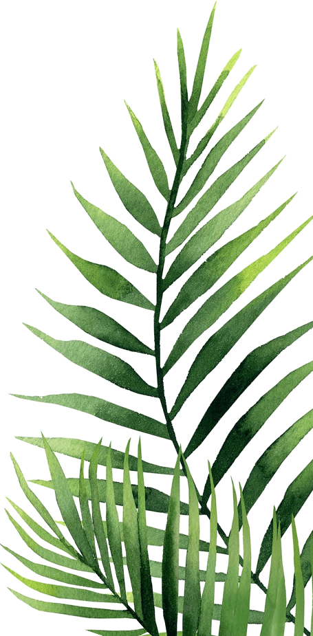 Vibrant Green Palm Leaves PNG