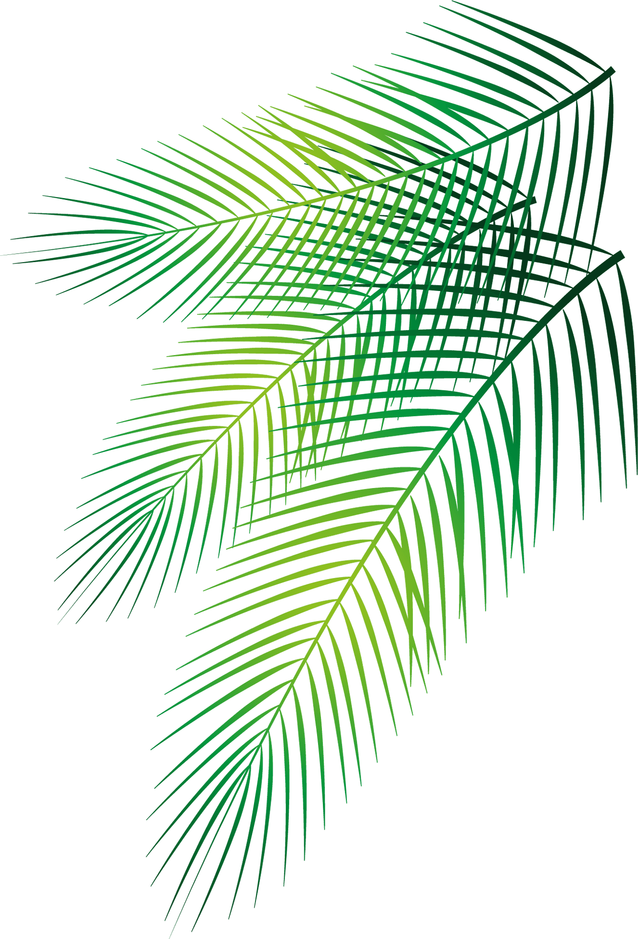 Vibrant Green Palm Leaves Graphic PNG