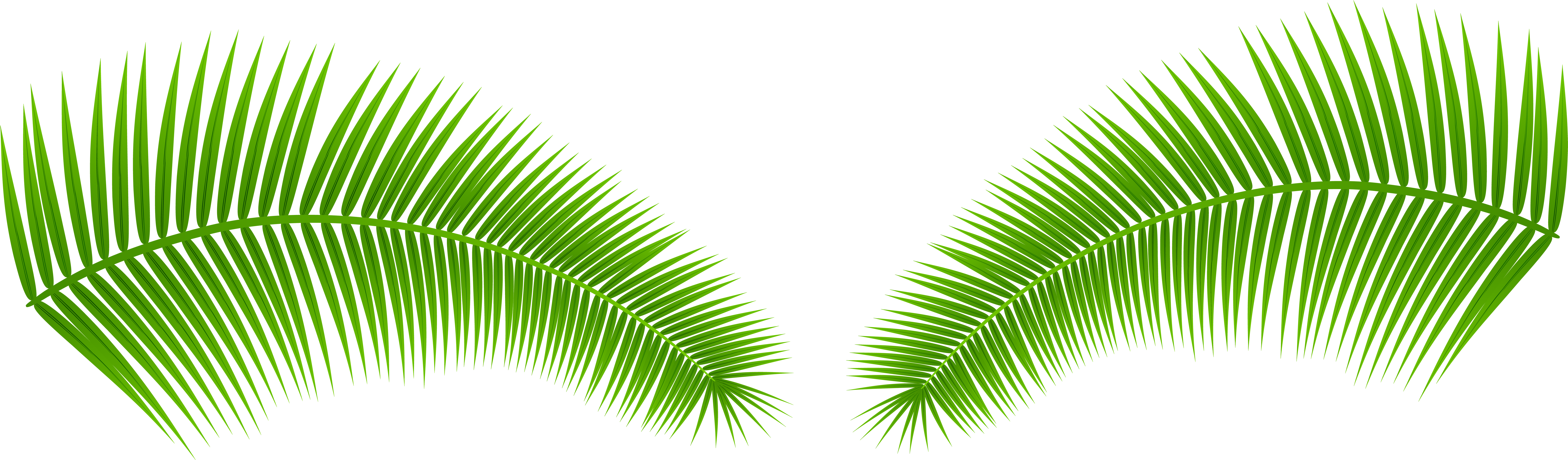 Vibrant Green Palm Leaves PNG