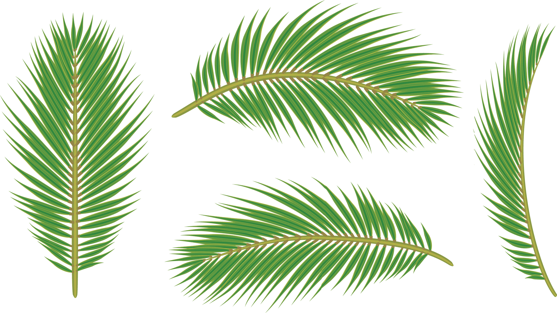 Vibrant Green Palm Leaves Isolated PNG
