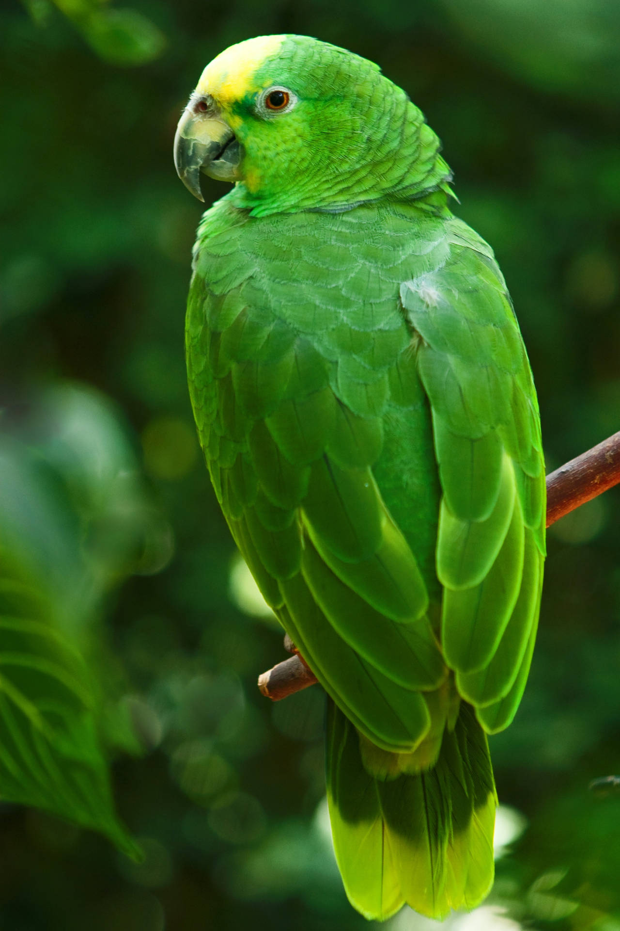 Caption: Vibrant Green Parrot in HD Quality Wallpaper