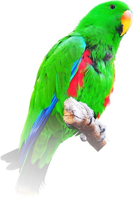 Vibrant Green Parrot Perched PNG