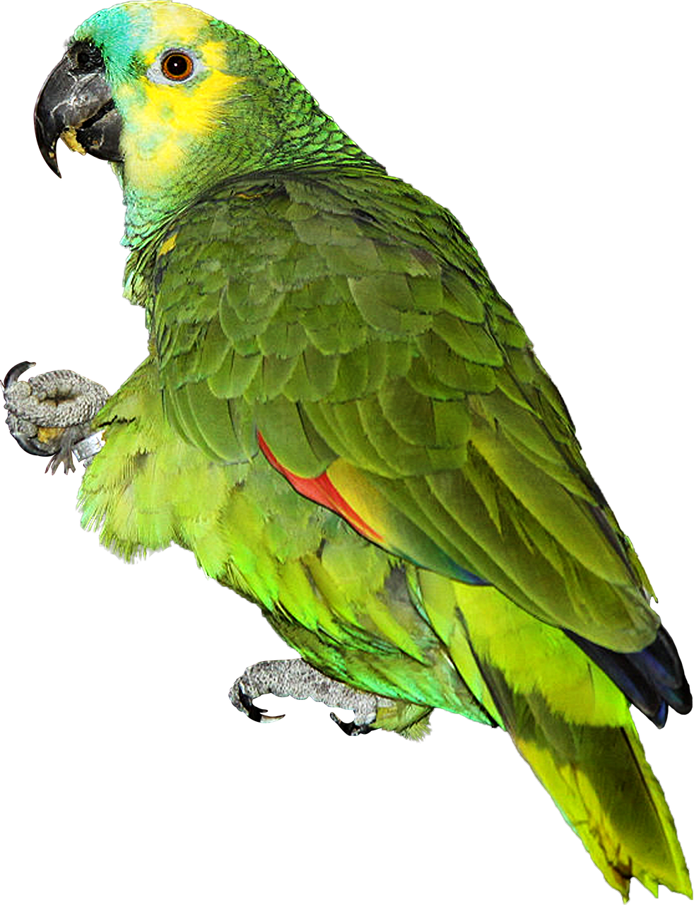 Vibrant Green Parrot Portrait PNG