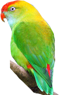 Vibrant Green Parrot Profile PNG