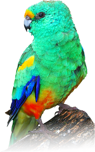 Vibrant Green Parroton Perch PNG