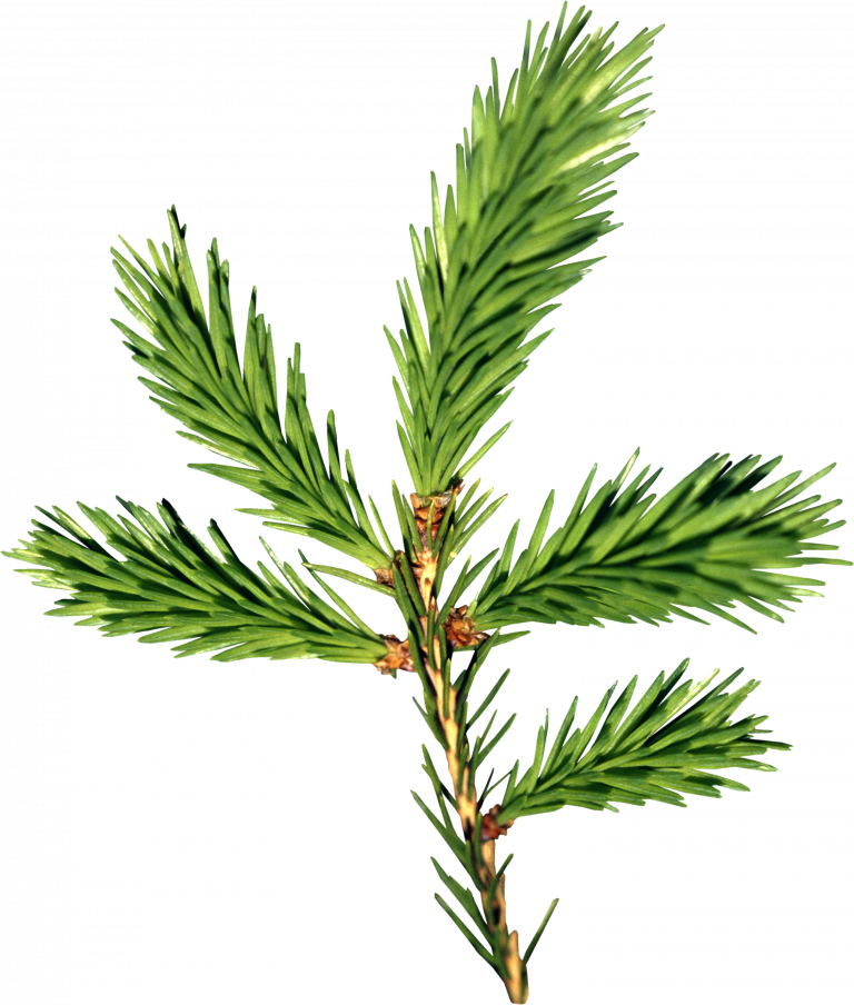 Vibrant Green Pine Branch PNG