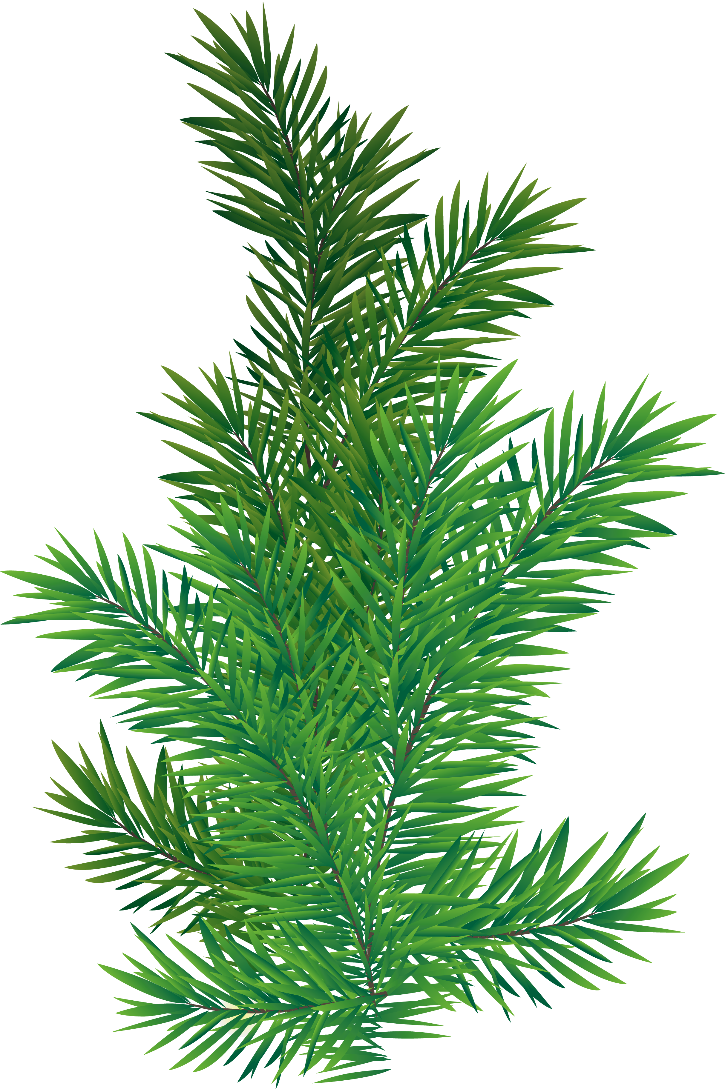 Vibrant Green Pine Branch.png PNG