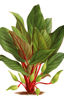 Vibrant Green Plant Illustration PNG