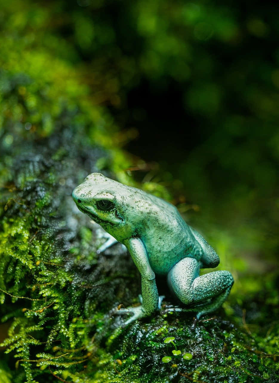 Vibrant Green Poison Frog Wallpaper