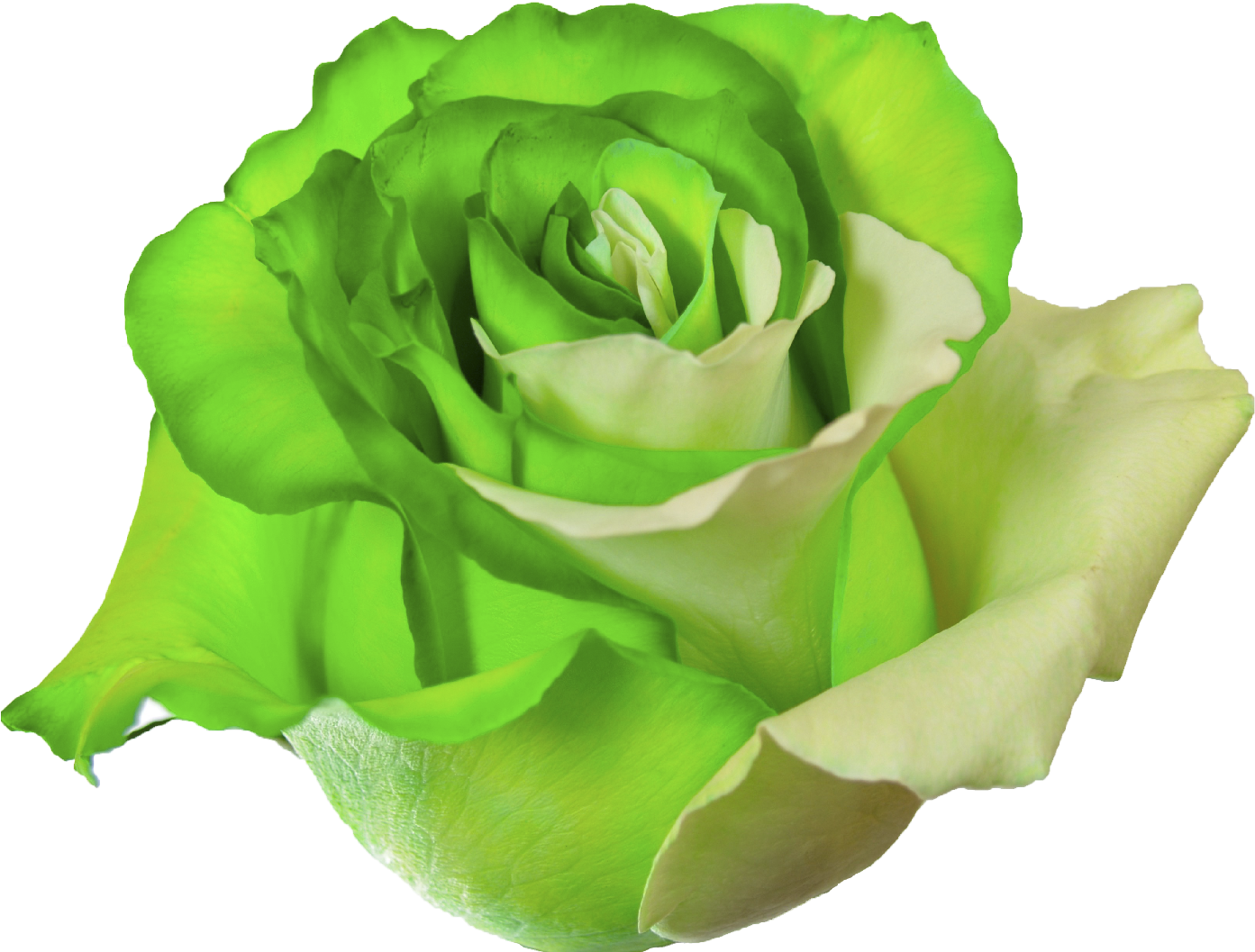 Vibrant Green Rose Isolated.png PNG