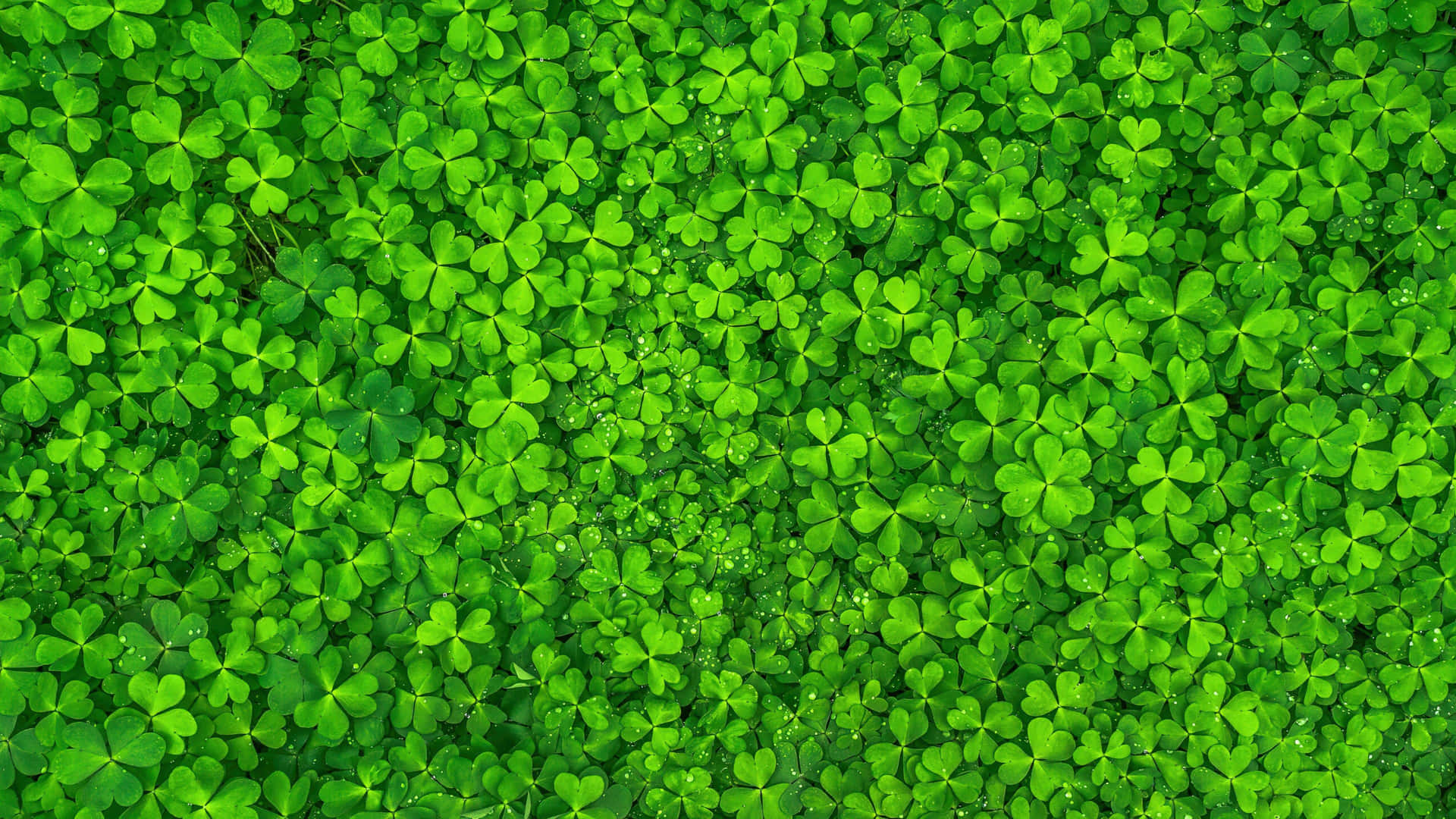 Vibrant Green Shamrock Field.jpg Wallpaper