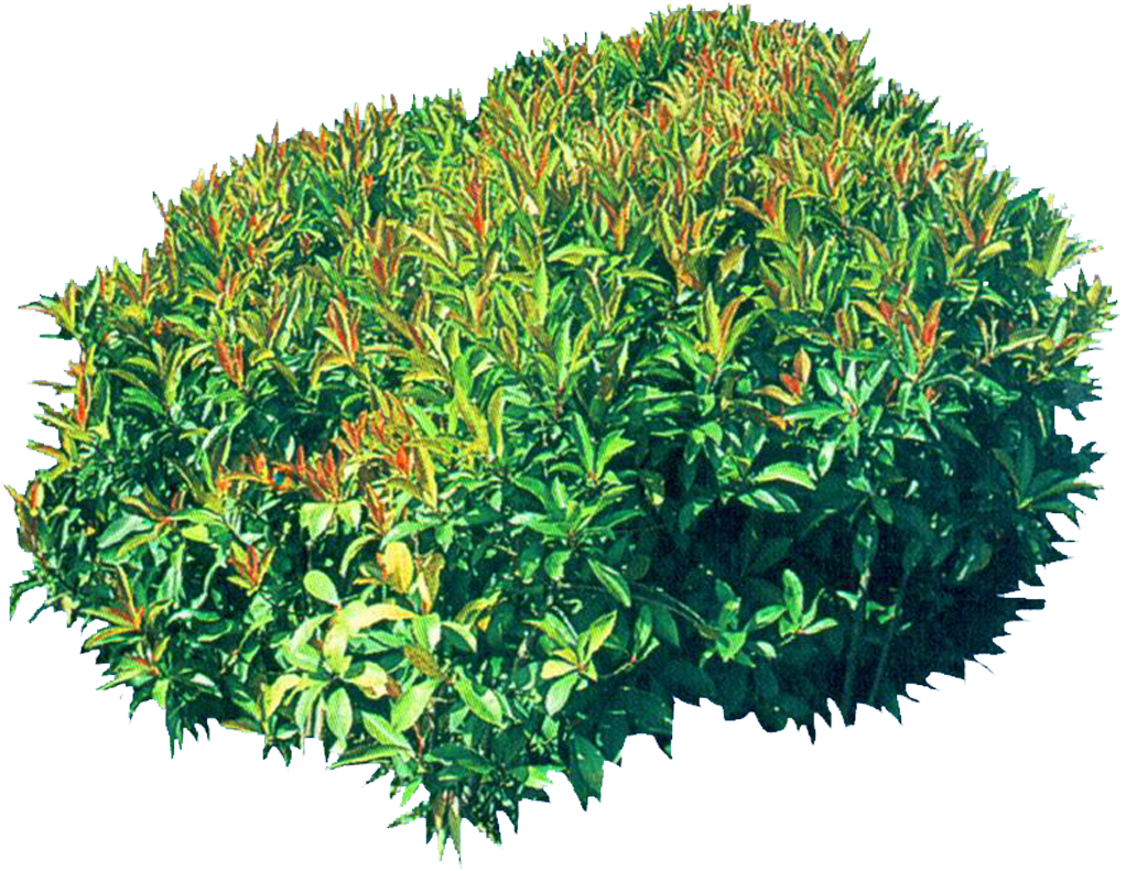 Vibrant Green Shrub.png PNG