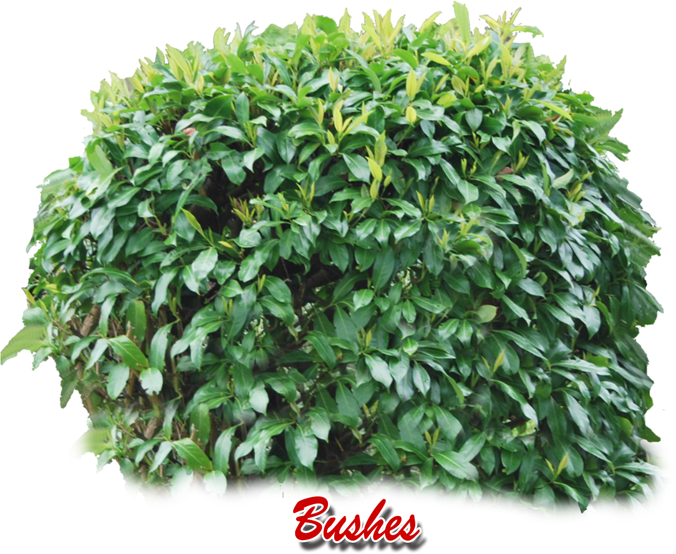 Vibrant Green Shrubbery PNG