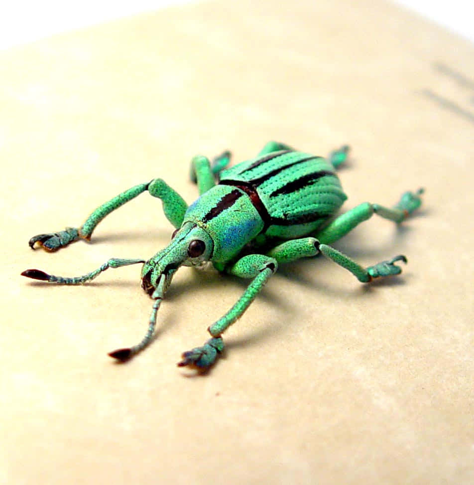 Vibrant Green Snout Beetle Wallpaper