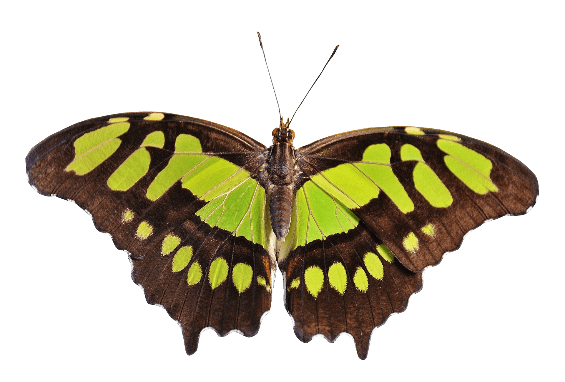 Vibrant Green Spotted Butterfly PNG