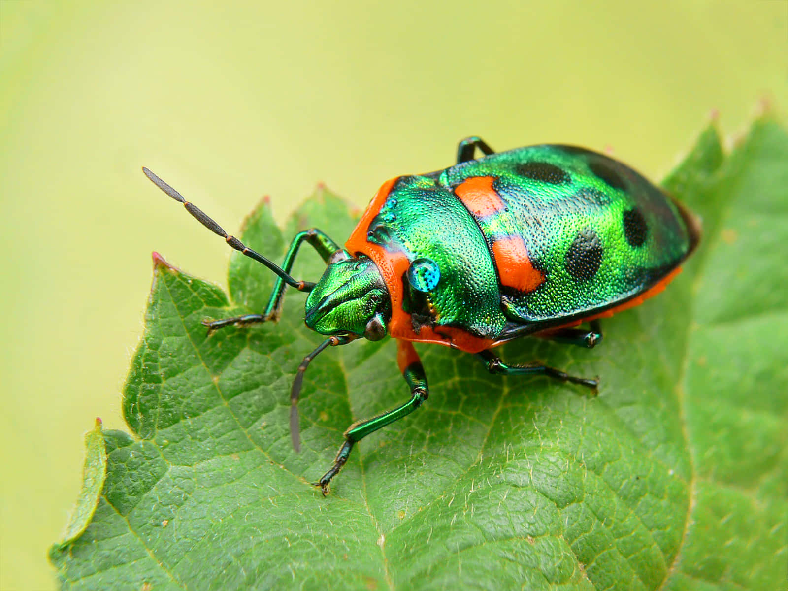 Vibrant Green Stink Bug On Leaf Wallpaper