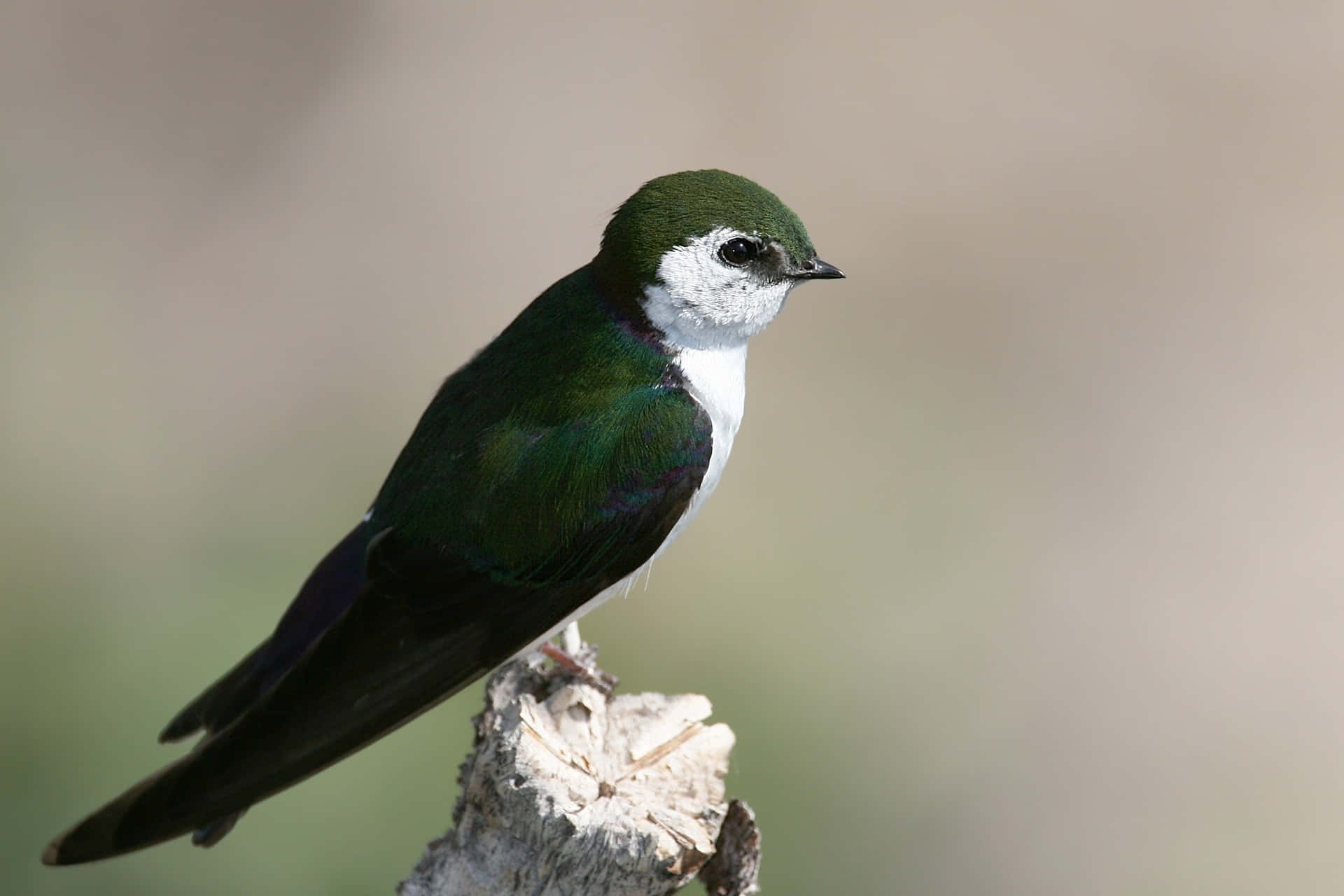 Vibrant Green Swallow Perched Wallpaper