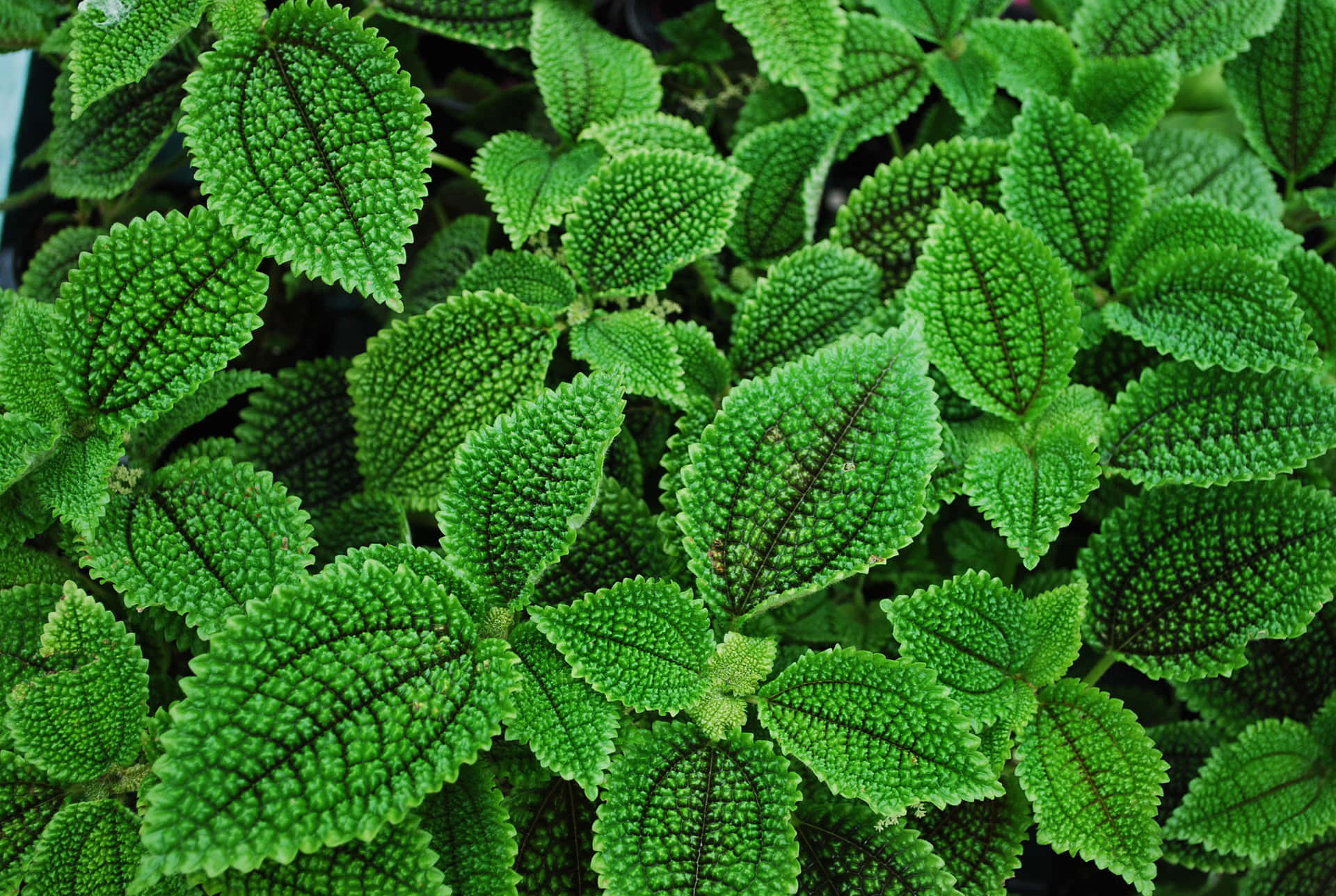 Vibrant Green Textured Leaves Background Wallpaper