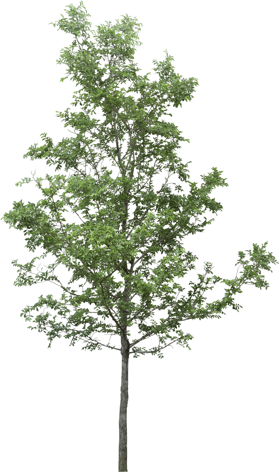 Vibrant Green Tree Against Sky PNG