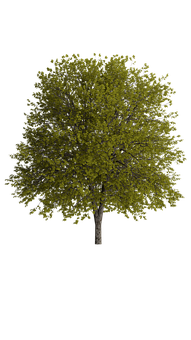 Vibrant Green Tree Black Background PNG