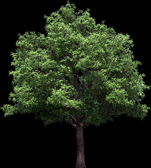 Vibrant Green Tree Black Background PNG