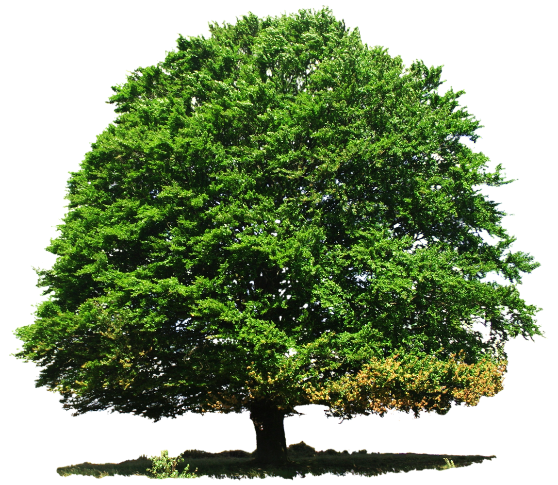 Vibrant Green Tree Isolated.png PNG