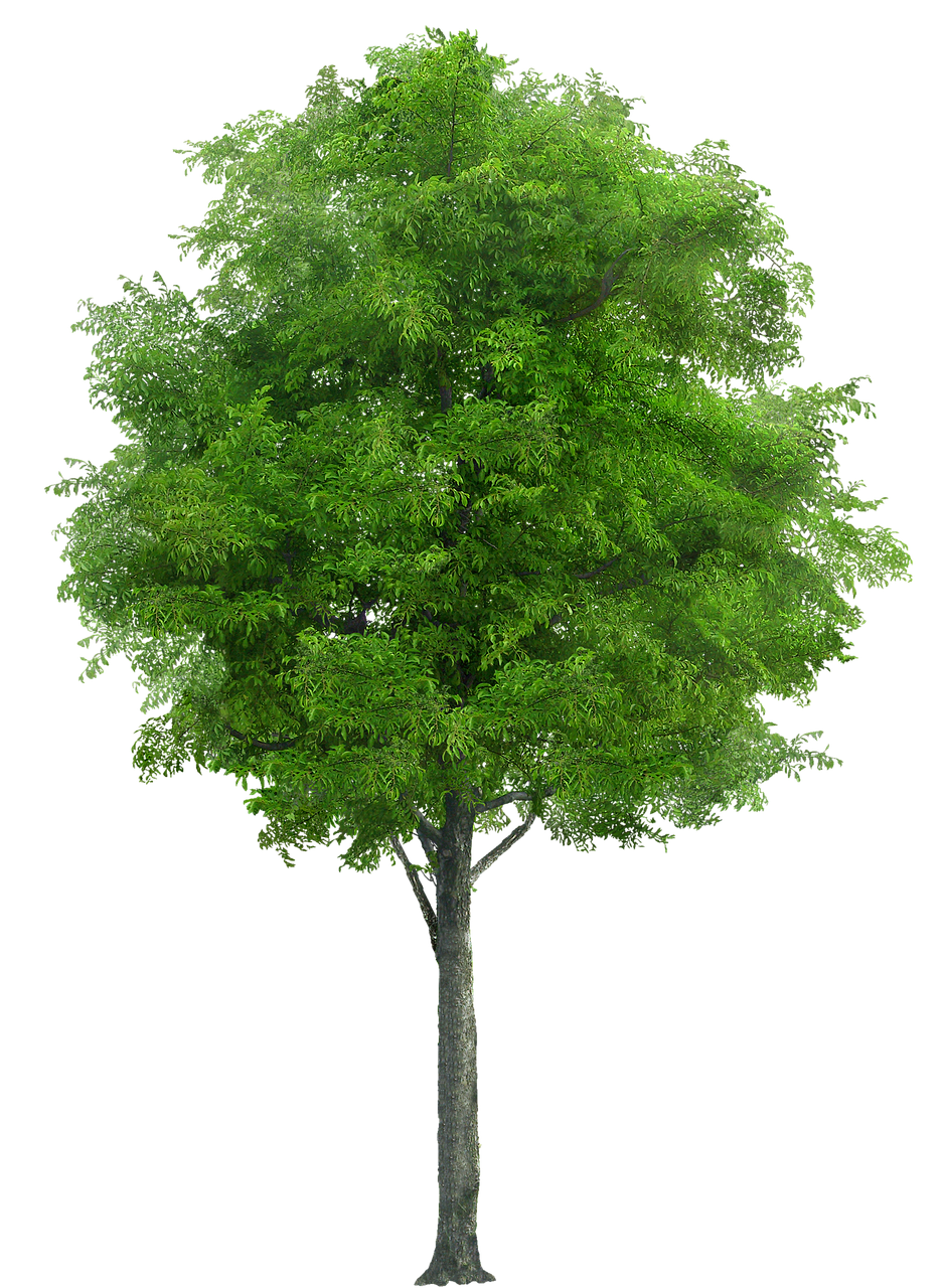 Vibrant Green Tree Isolated.png PNG
