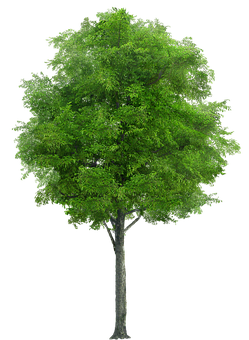 Vibrant Green Tree Isolatedon Black PNG