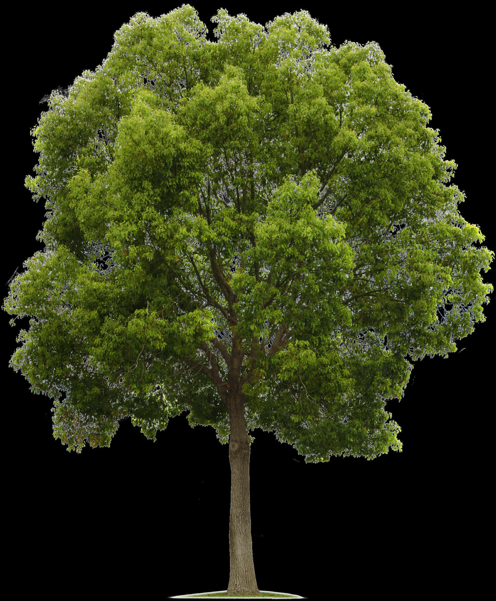 Vibrant Green Tree Isolatedon Black PNG