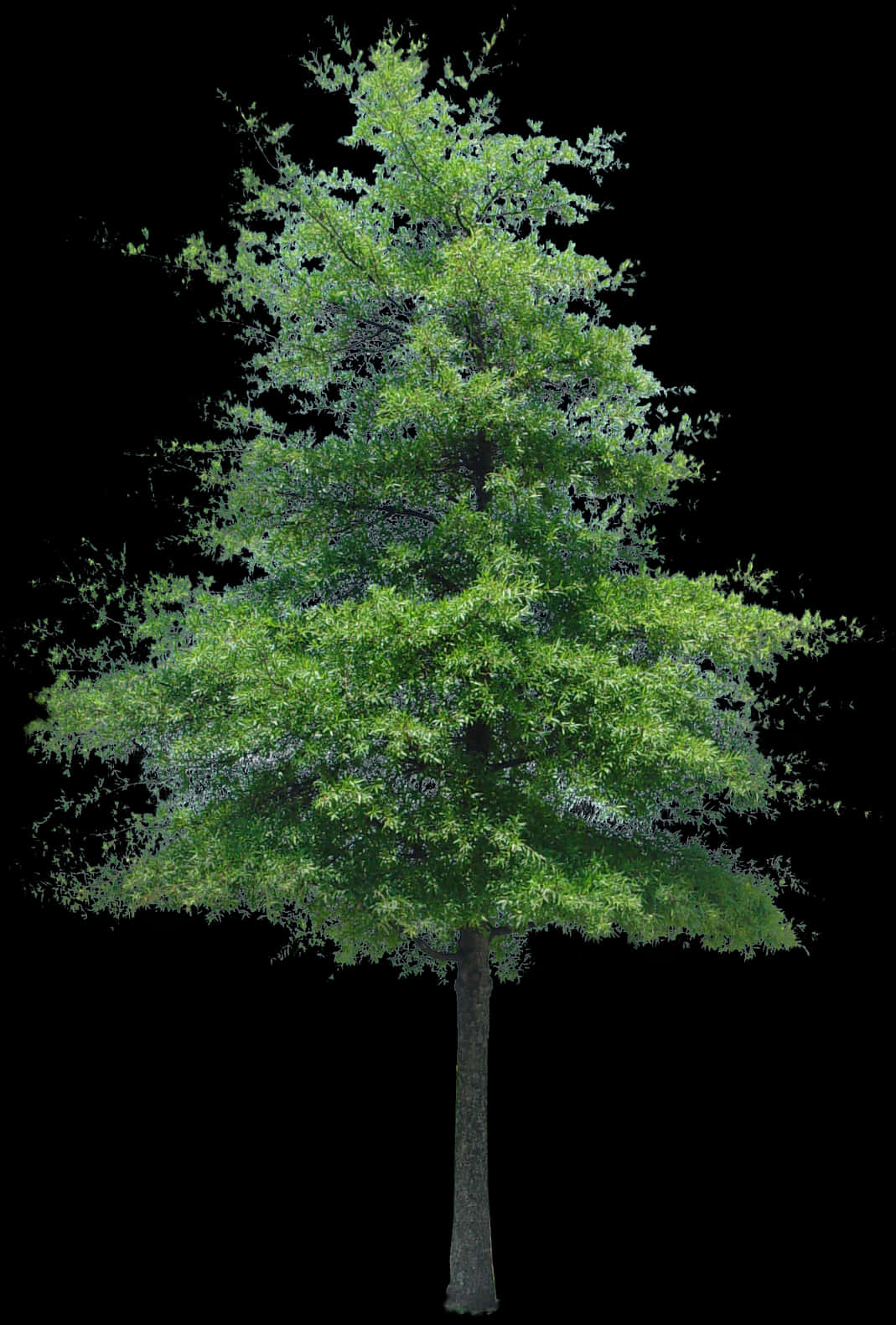 Vibrant Green Tree Isolatedon Black PNG