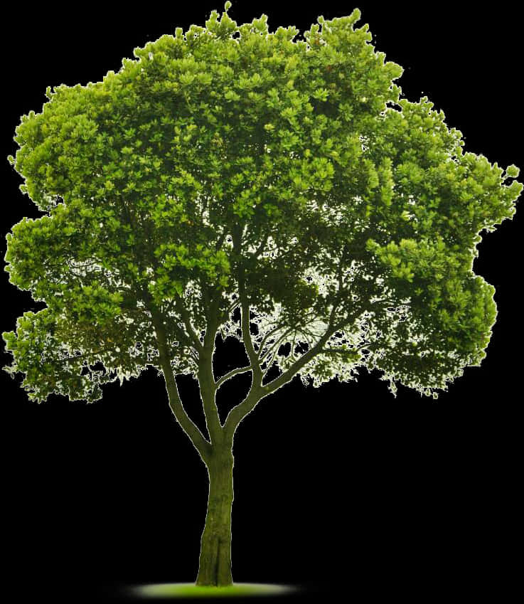 Vibrant Green Tree Isolatedon Black PNG