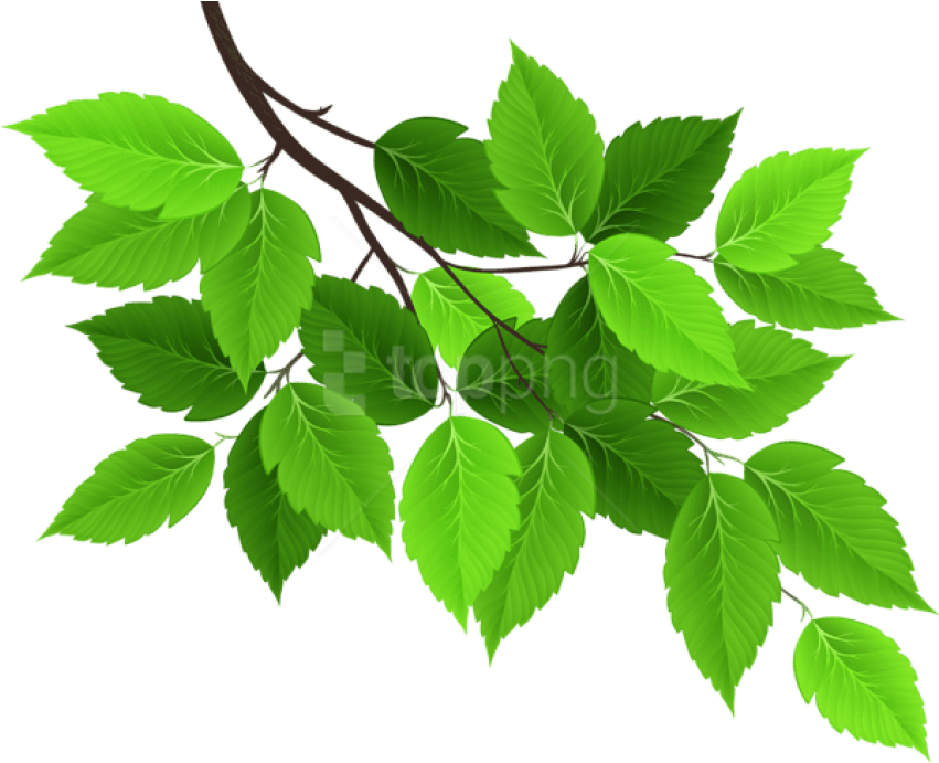 Vibrant Green Tree Leaves PNG