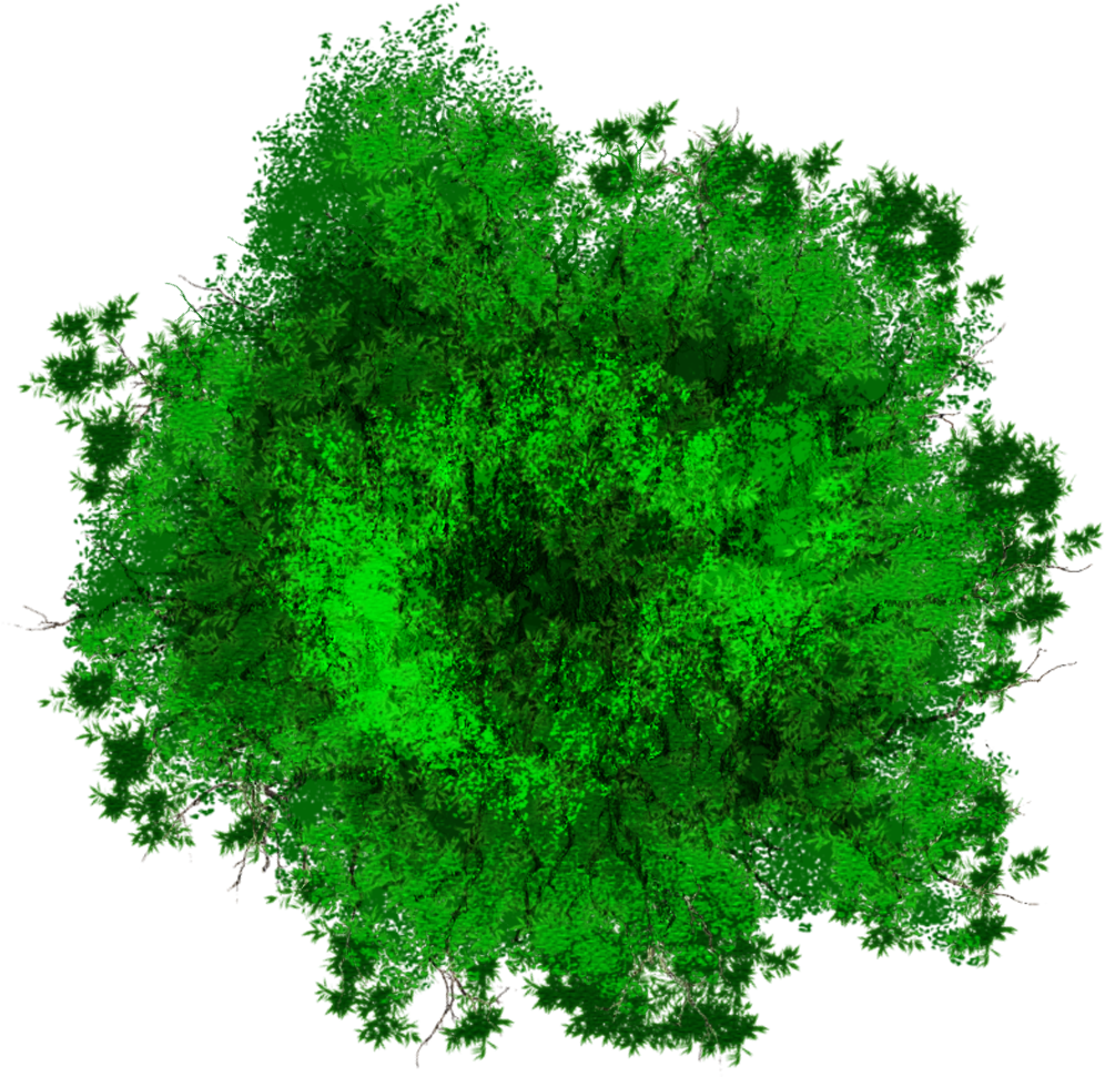 Vibrant Green Tree Top View PNG