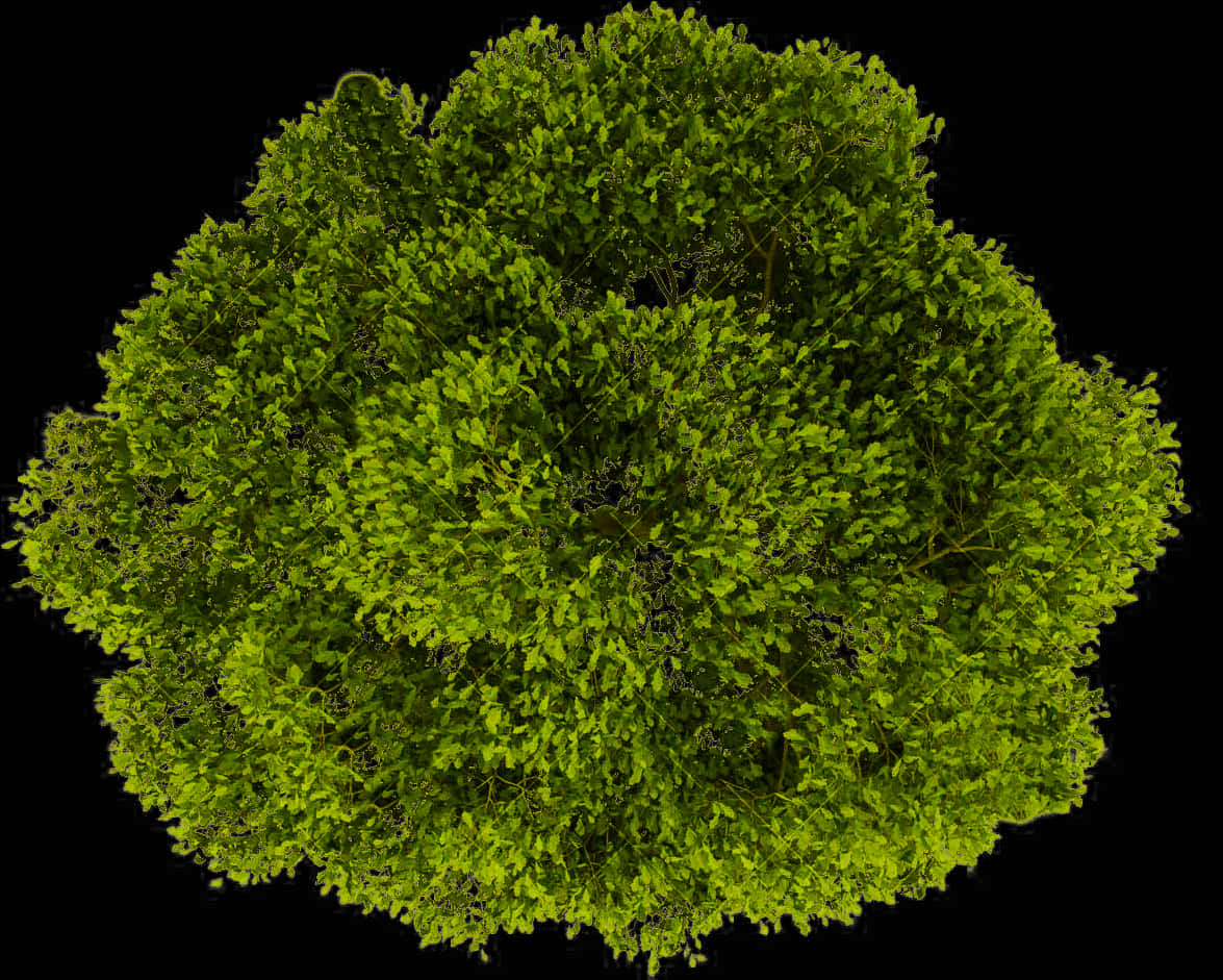 Vibrant Green Tree Top View PNG