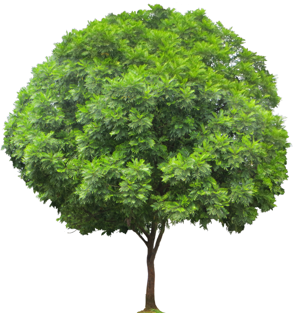 Vibrant Green Tropical Tree.png PNG