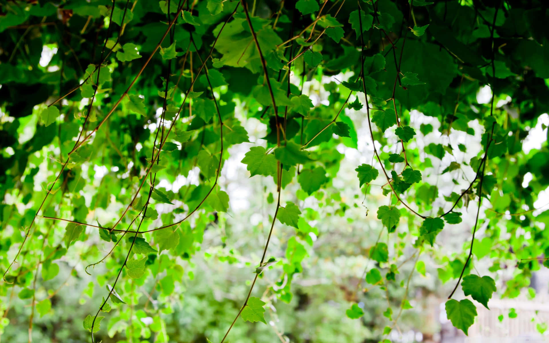 Canopée De Vigne Verte Vibrante Fond d'écran