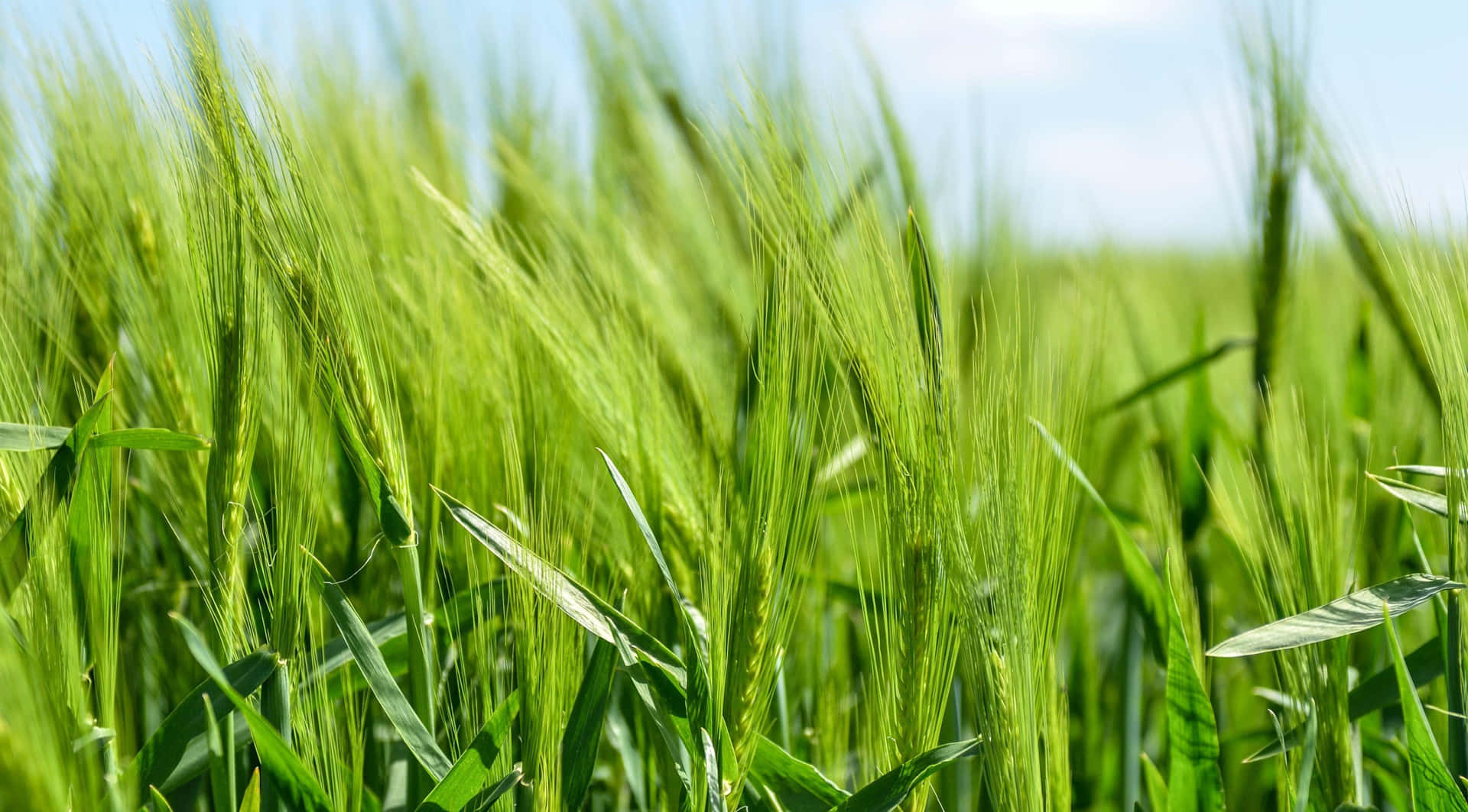 Vibrant Green Wheat Field Sunny Day Wallpaper