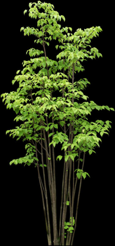 Vibrant Green Young Tree Black Background.jpg PNG