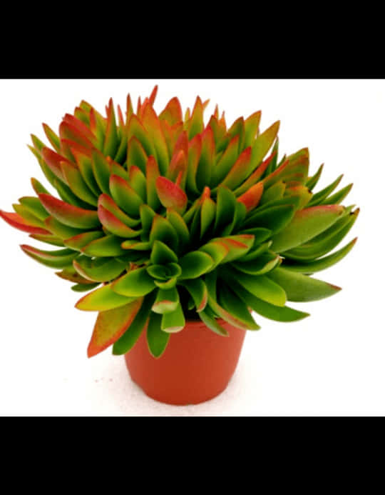 Vibrant Greenand Red Succulentin Pot.jpg PNG