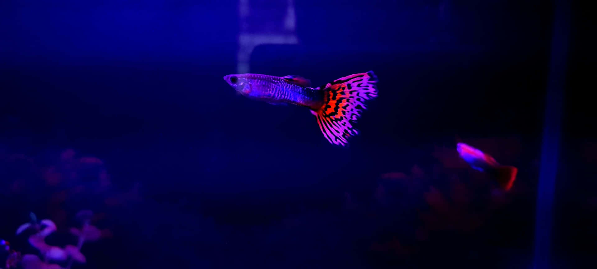 Vibrante Guppy In Blauwe Aquariumverlichting Achtergrond