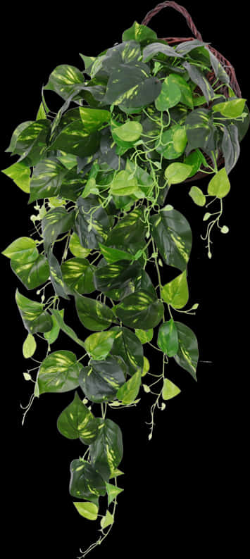 Vibrant Hanging Green Plant.jpg PNG