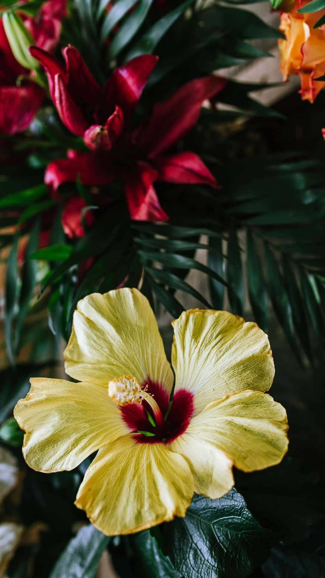 Vibrant Hawaiian Hibiscus Wallpaper