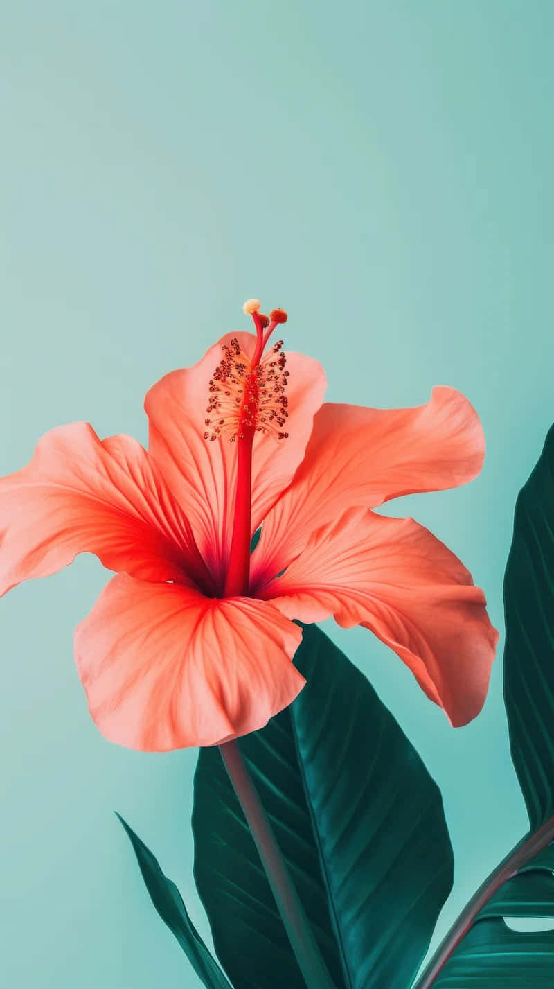 Vibrant Hibiscus Flower Against Teal Background Wallpaper