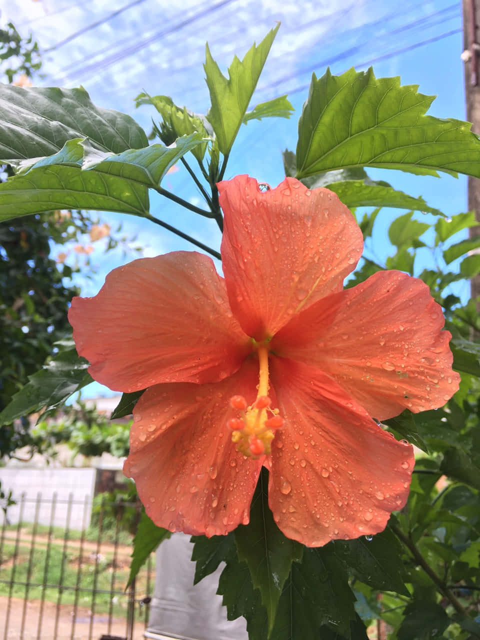 Levendige Hibiscus Bloem Dauwdruppels.jpg Achtergrond